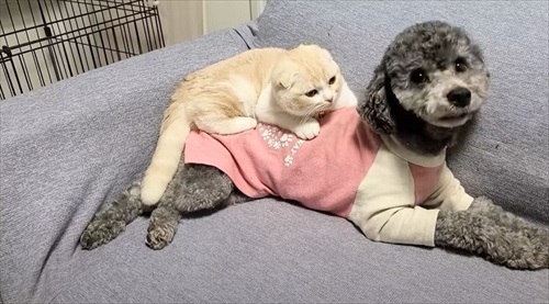 きゅうちゃんの上に乗る子猫