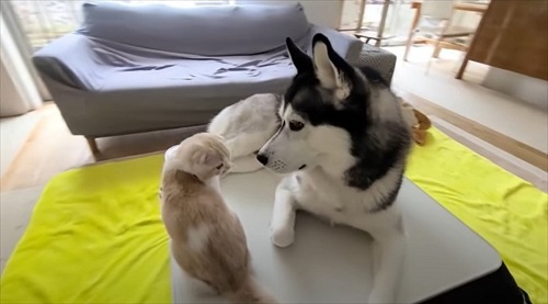 コタツの上に乗る犬と猫