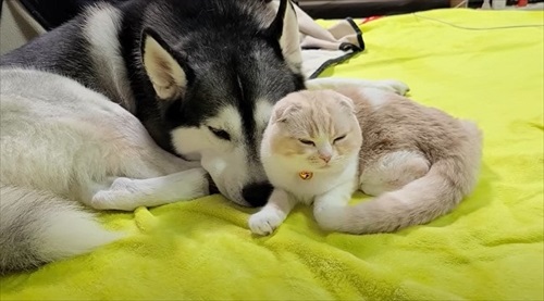 ハスキーから離れない子猫