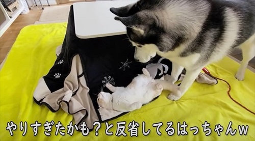 反省するハスキー