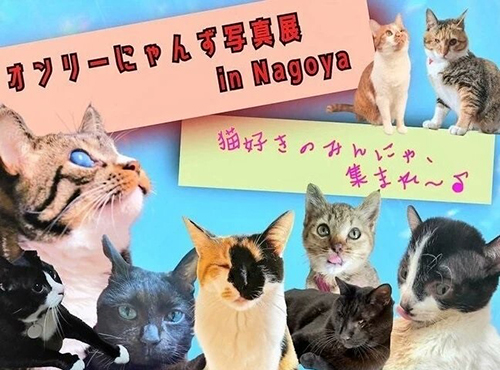 オンリーにゃんず名古屋