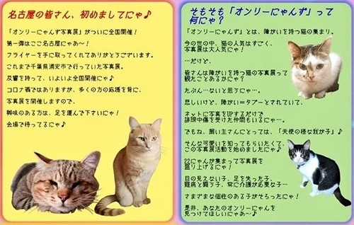オンリーにゃんず概要