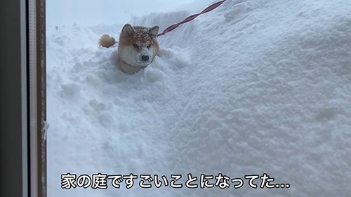 すごいことになっていたゆきちゃん