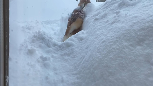 背中を向けるゆきちゃん