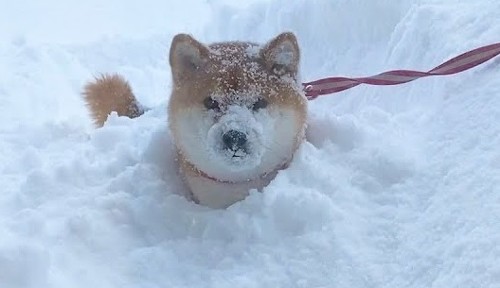 雪まみれ柴犬