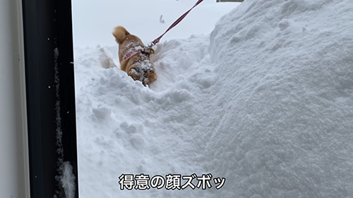 顔ずぼゆきちゃん