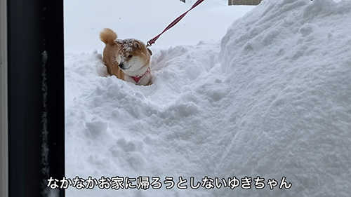 まだ帰りたくなさそうなゆきちゃん