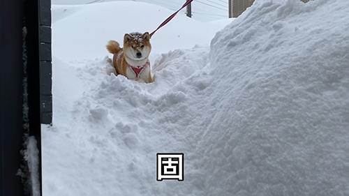 固まるゆきちゃん