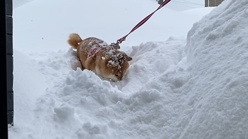 もう一度ずぼっとするゆきちゃん