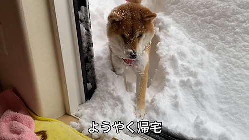 帰ってきたゆきちゃん