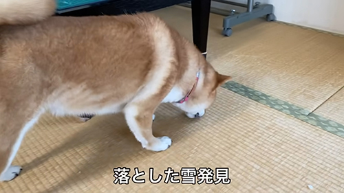 雪を食べるゆきちゃん