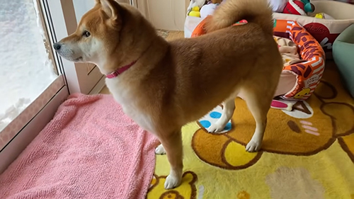 外を見るゆきちゃん