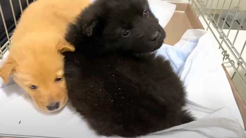 子犬 保護 山に捨てられた 成長記録 側溝 落ちていた