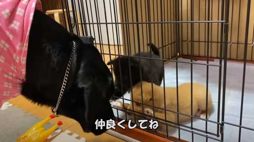 子犬 保護 山に捨てられた 成長記録 側溝 落ちていた