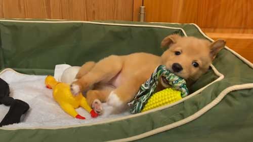 子犬 保護 山に捨てられた 成長記録 側溝 落ちていた