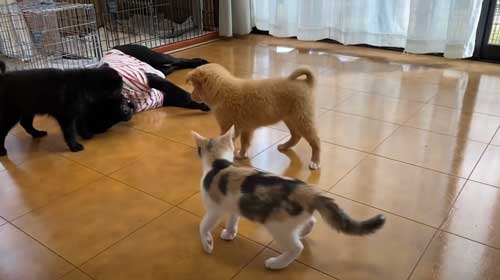 子犬 保護 山に捨てられた 成長記録 側溝 落ちていた