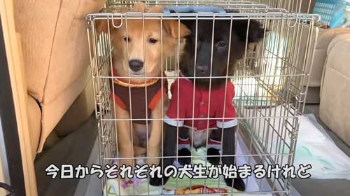 子犬 保護 山に捨てられた 成長記録 側溝 落ちていた
