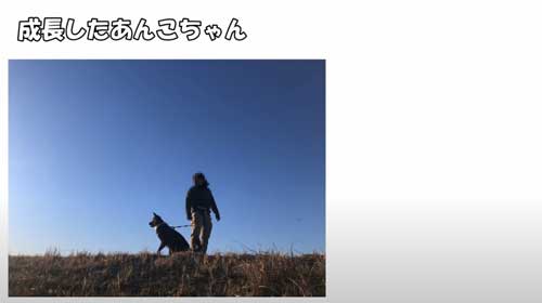 子犬 保護 山に捨てられた 成長記録 側溝 落ちていた