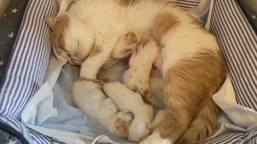 乳ポジ争いをするごまちゃんとこんぶちゃん