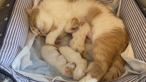 乳へ必死に吸い付くごまちゃんとこんぶちゃん