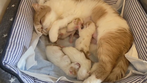 お互いの前足を押し付けるごまちゃんとこんぶちゃん