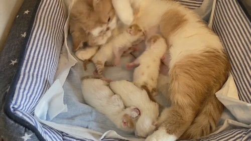 争いに気付くきなこちゃん