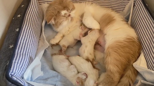 仲裁に入るきなこちゃん