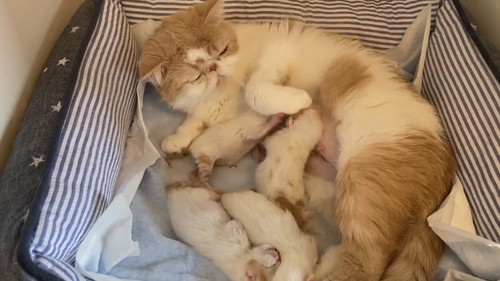 前足を置くきなこちゃん