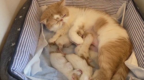 子どもを撫でるきなこちゃん