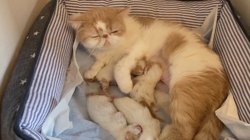 落ち着いたごまちゃんとこんぶちゃん