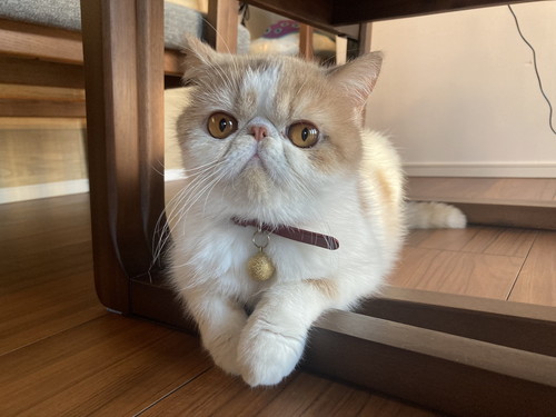 出産前のきなこちゃん