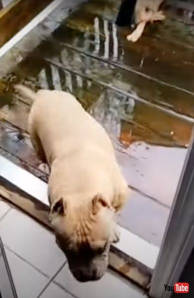 自分で足を拭くワンコ