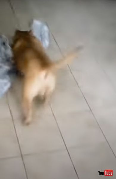 自分で足を拭くワンコ