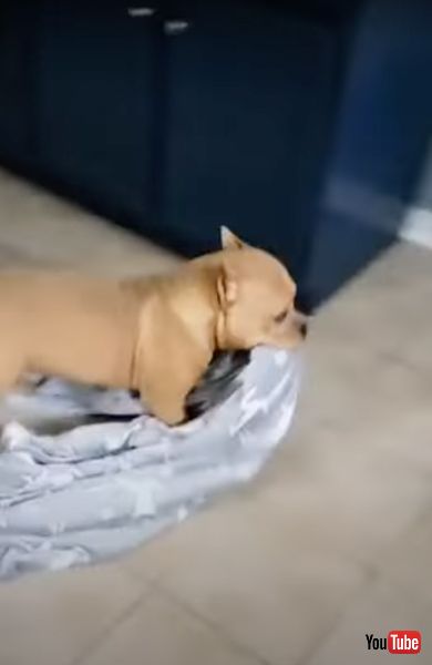 自分で足を拭くワンコ