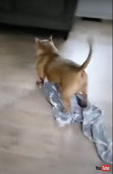 自分で足を拭くワンコ