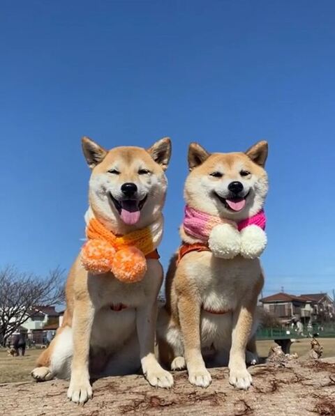 マフラーしてるふたり