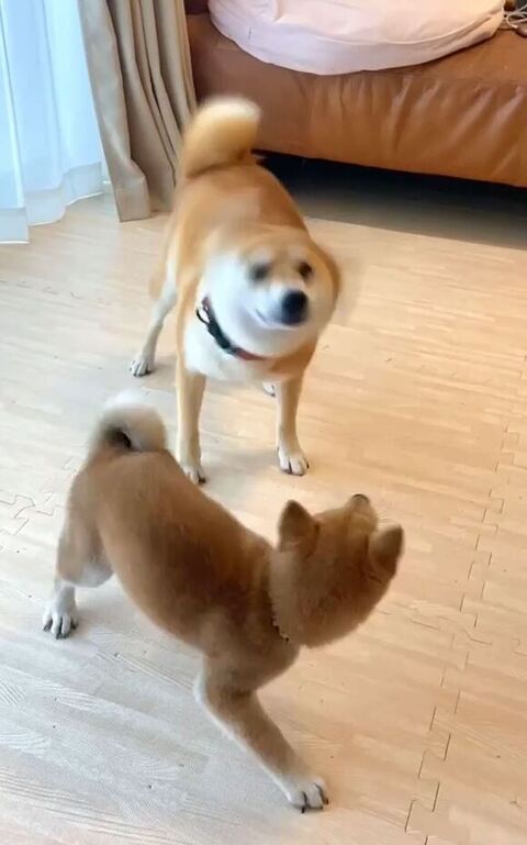 あくびちゃんぶるぶる