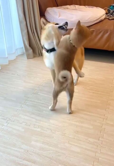 パンチするむくりちゃん