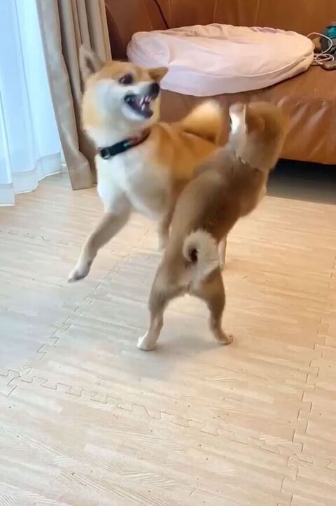 歯を見せてるあくびちゃん