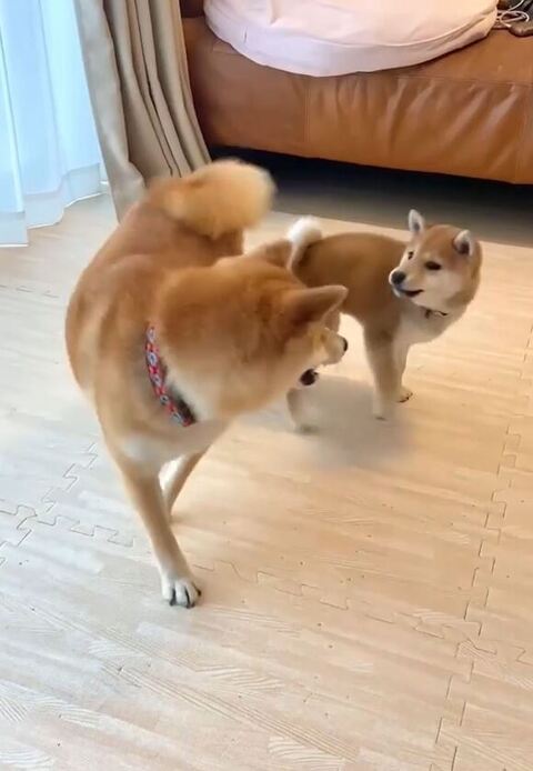 姉を見つめる妹