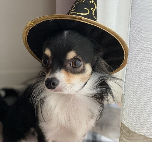 ペット手帳　ベストショット