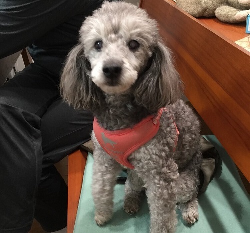 ペット手帳　ベストショット