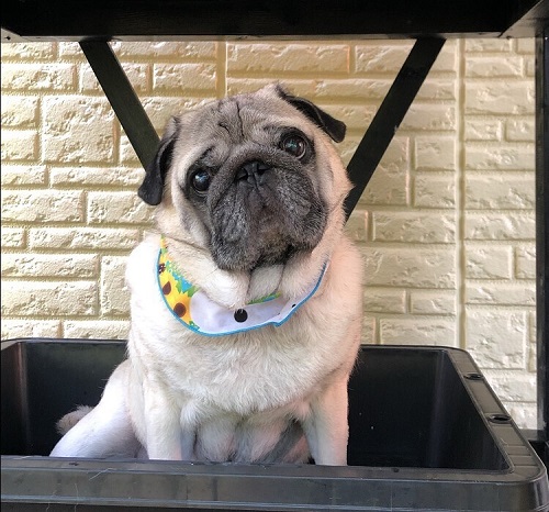 ペット手帳　ベストショット