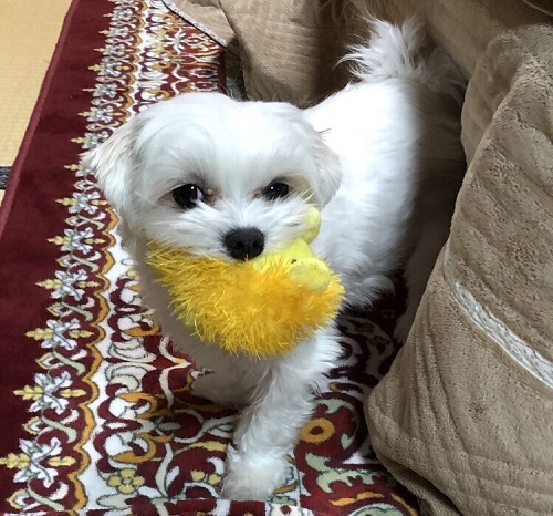 ペット手帳　ベストショット