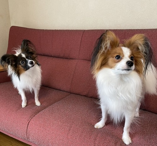 ペット手帳　ベストショット