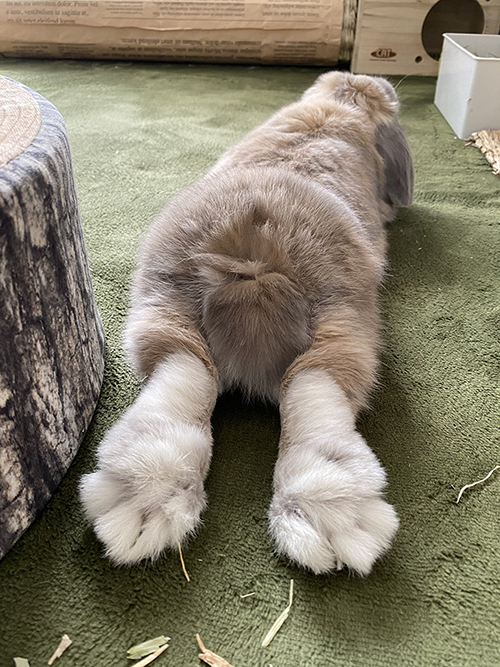 せきとくんのおしり