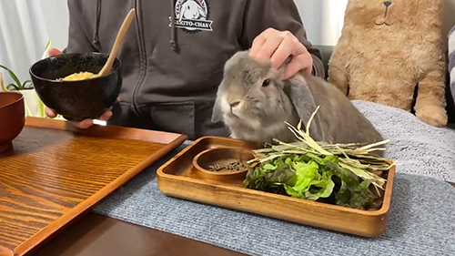 なでなでされているせきとくん