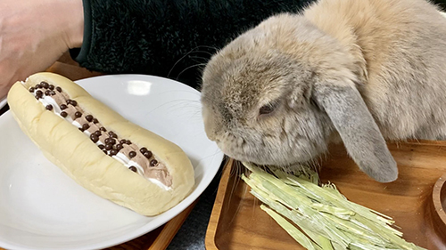 チョコが乗ったパンとせきとくん