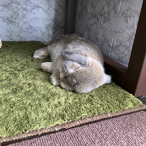 お昼寝するせきとくん