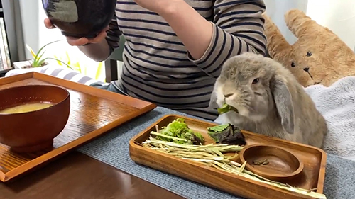 レタスを少し食べたところ